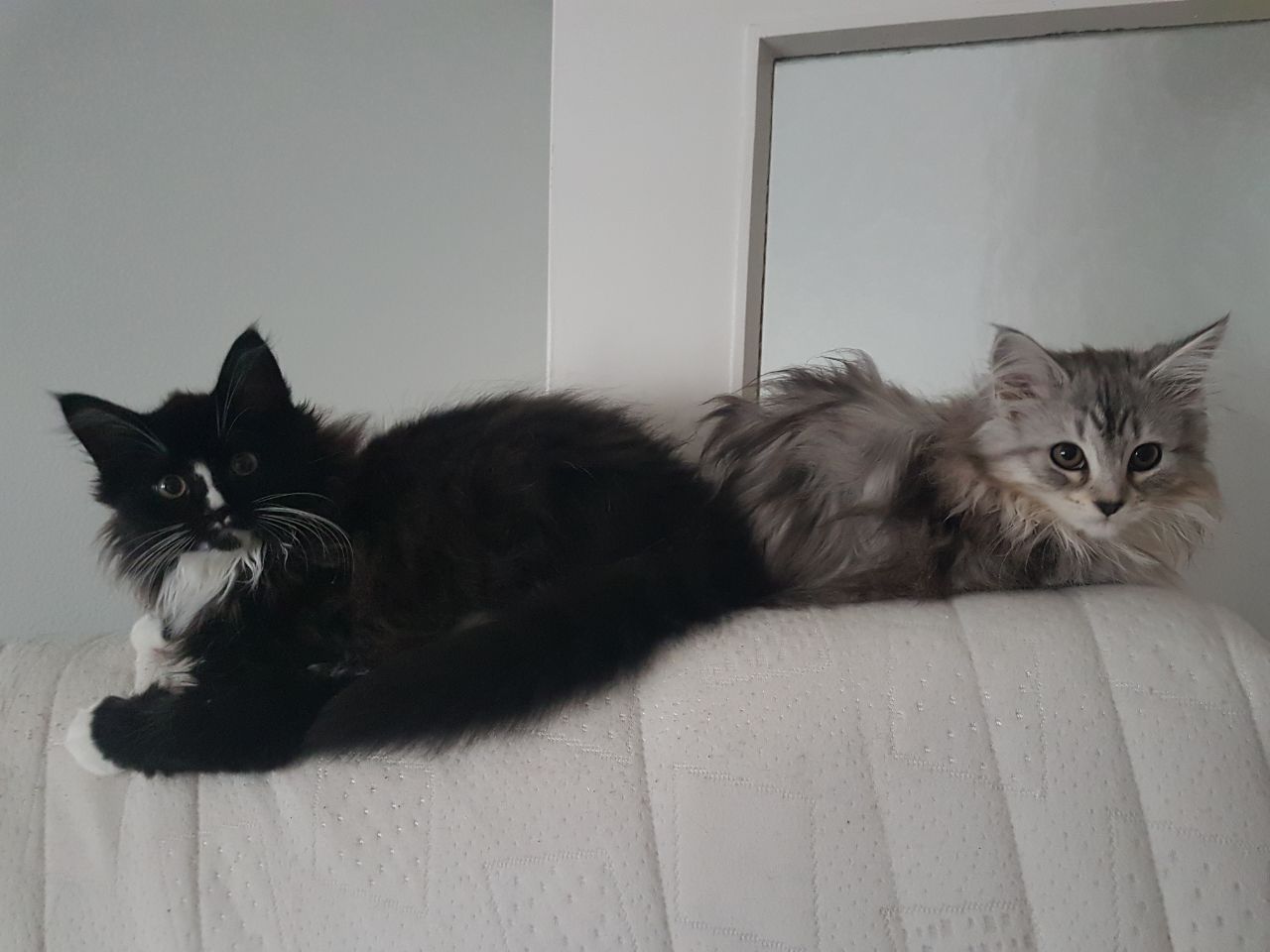 Wurf aus 2017 nach 1 Jahr